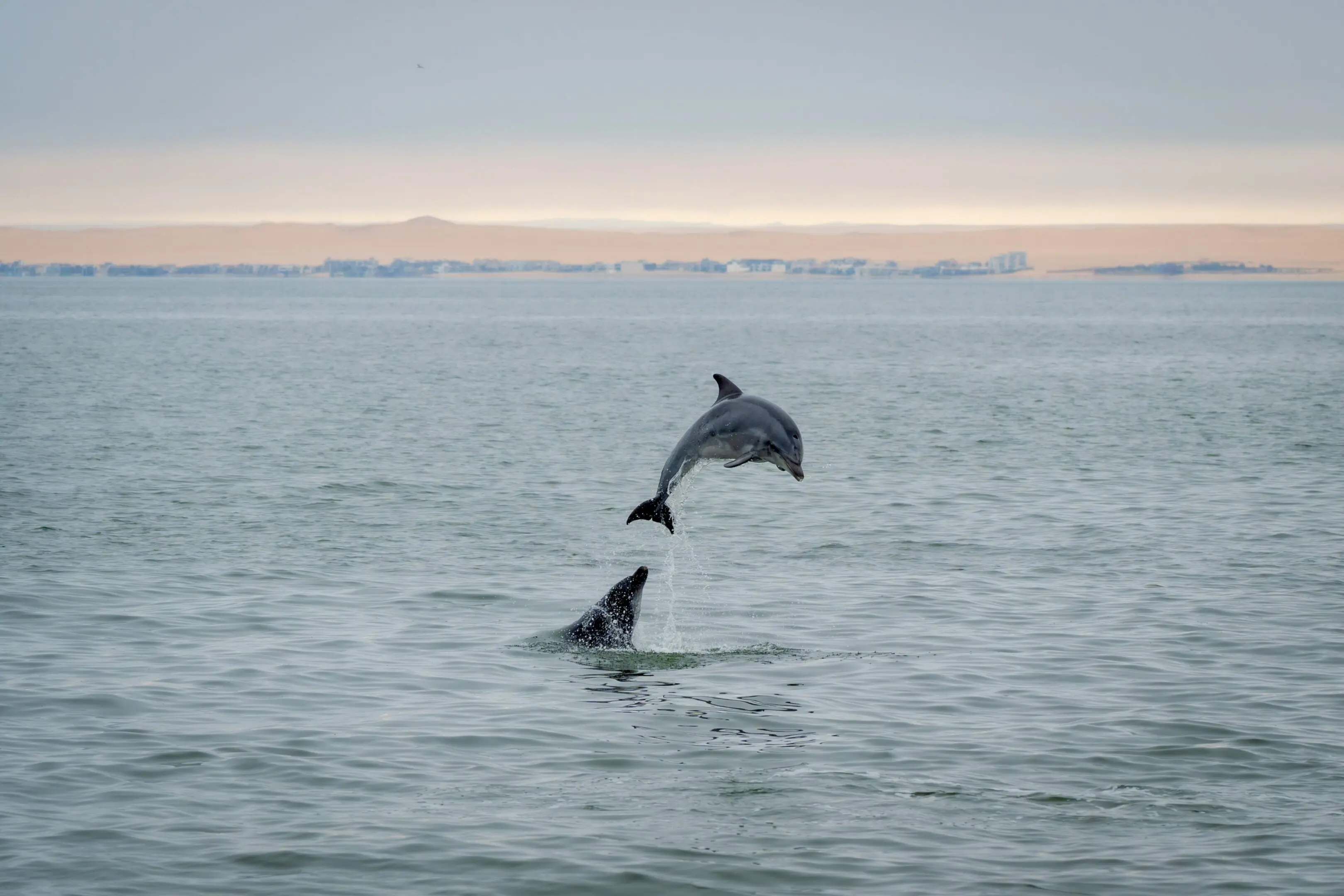 Two dolphins jumping in the water near each other.