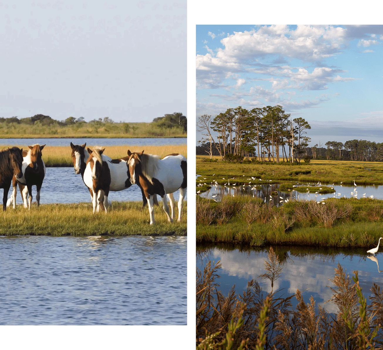 Group 1321316005 Wild horses and marshland scenery.