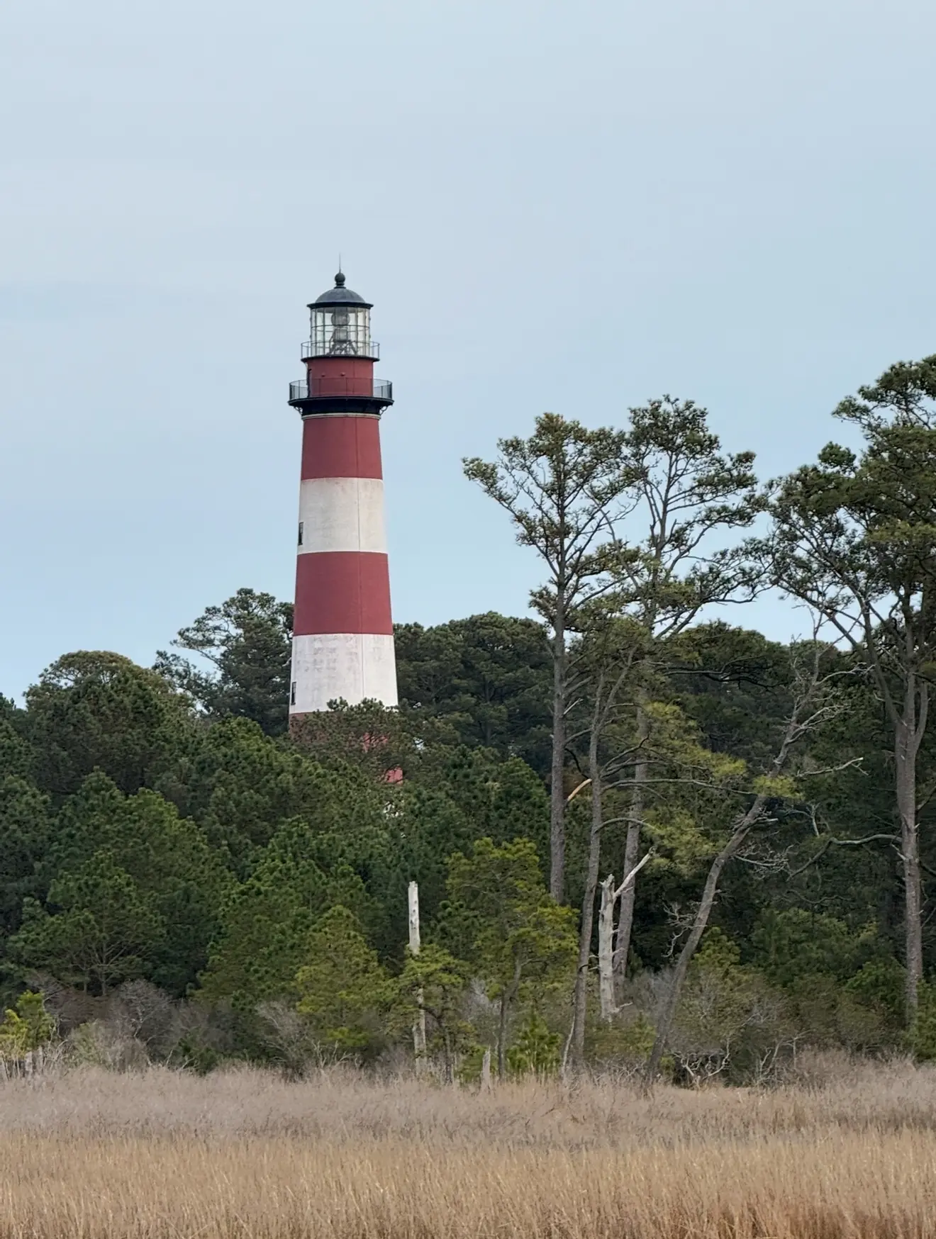 A lighthouse in the distance with trees around it.