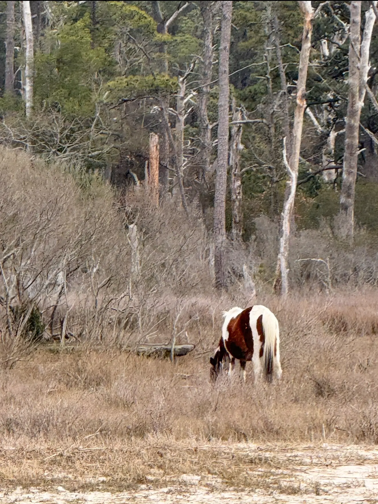 A horse grazing in the middle of a field.