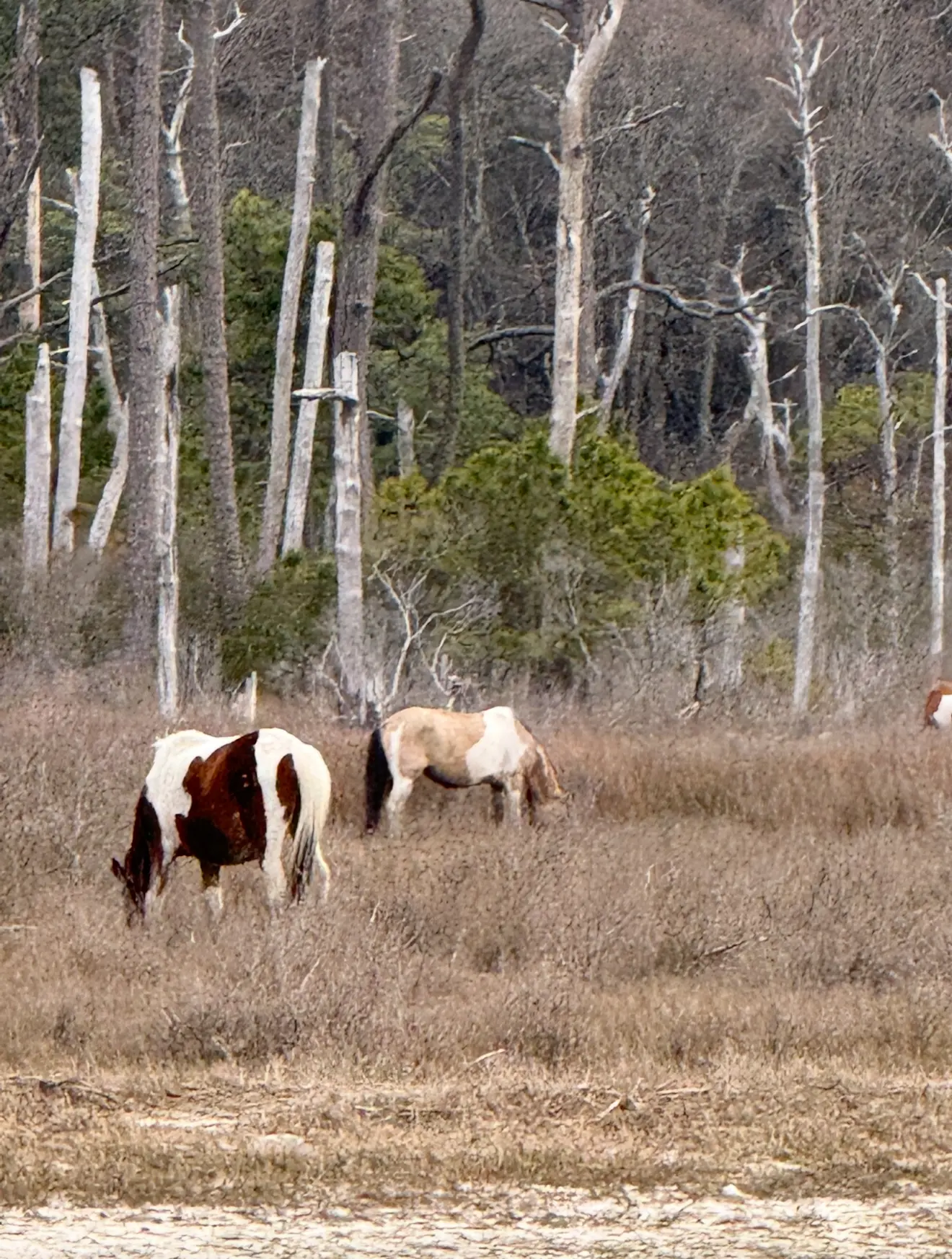 A group of horses grazing in the grass.