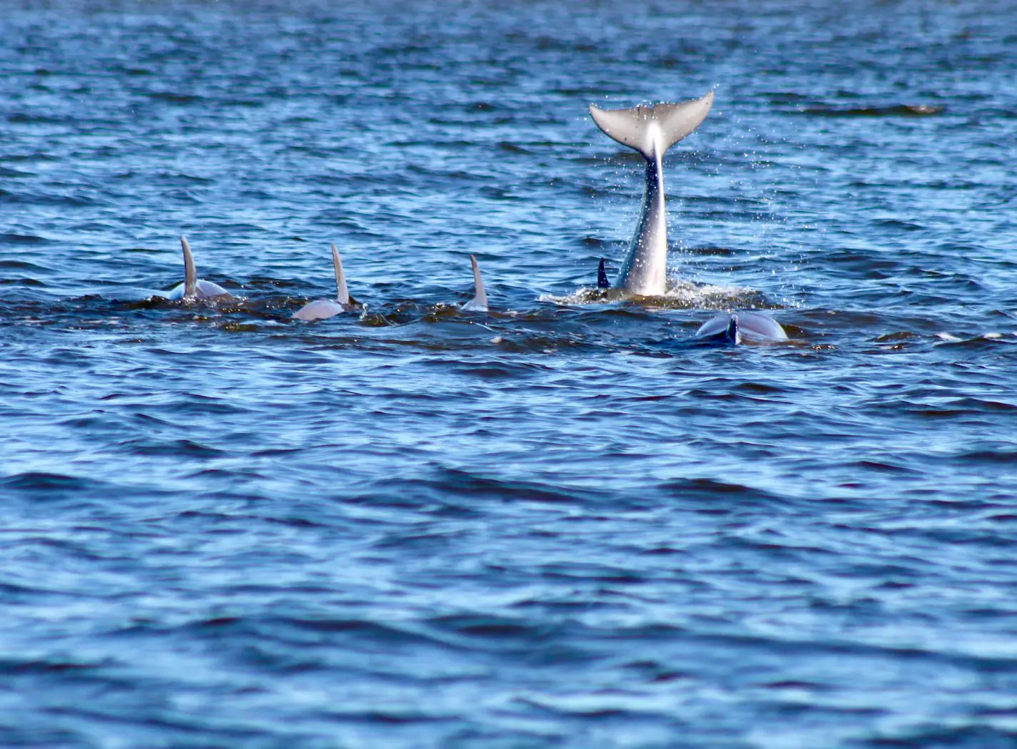 Dolphins swimming, one tail above water.