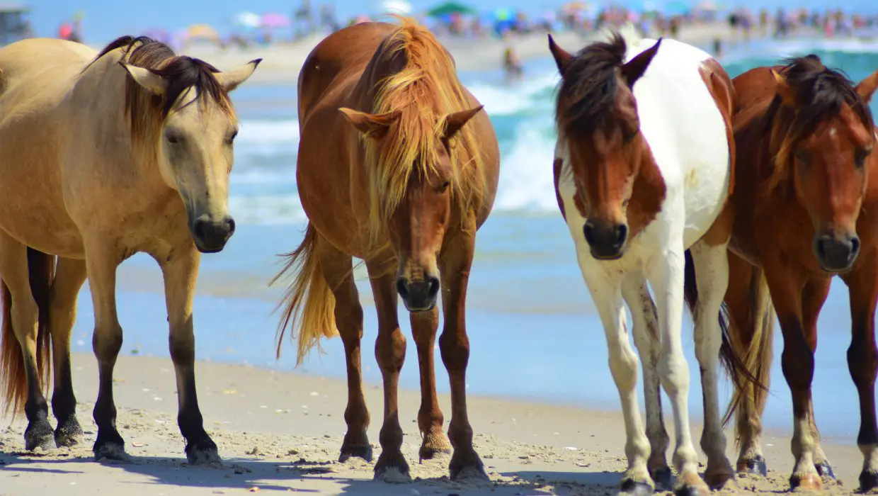 Wild horses walking along a sandy beach.