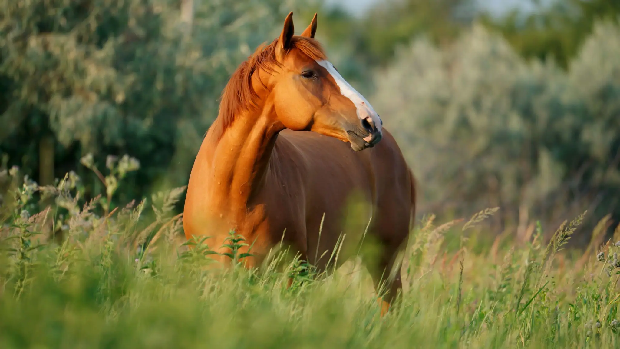 A horse standing in tall grass with trees in the background.