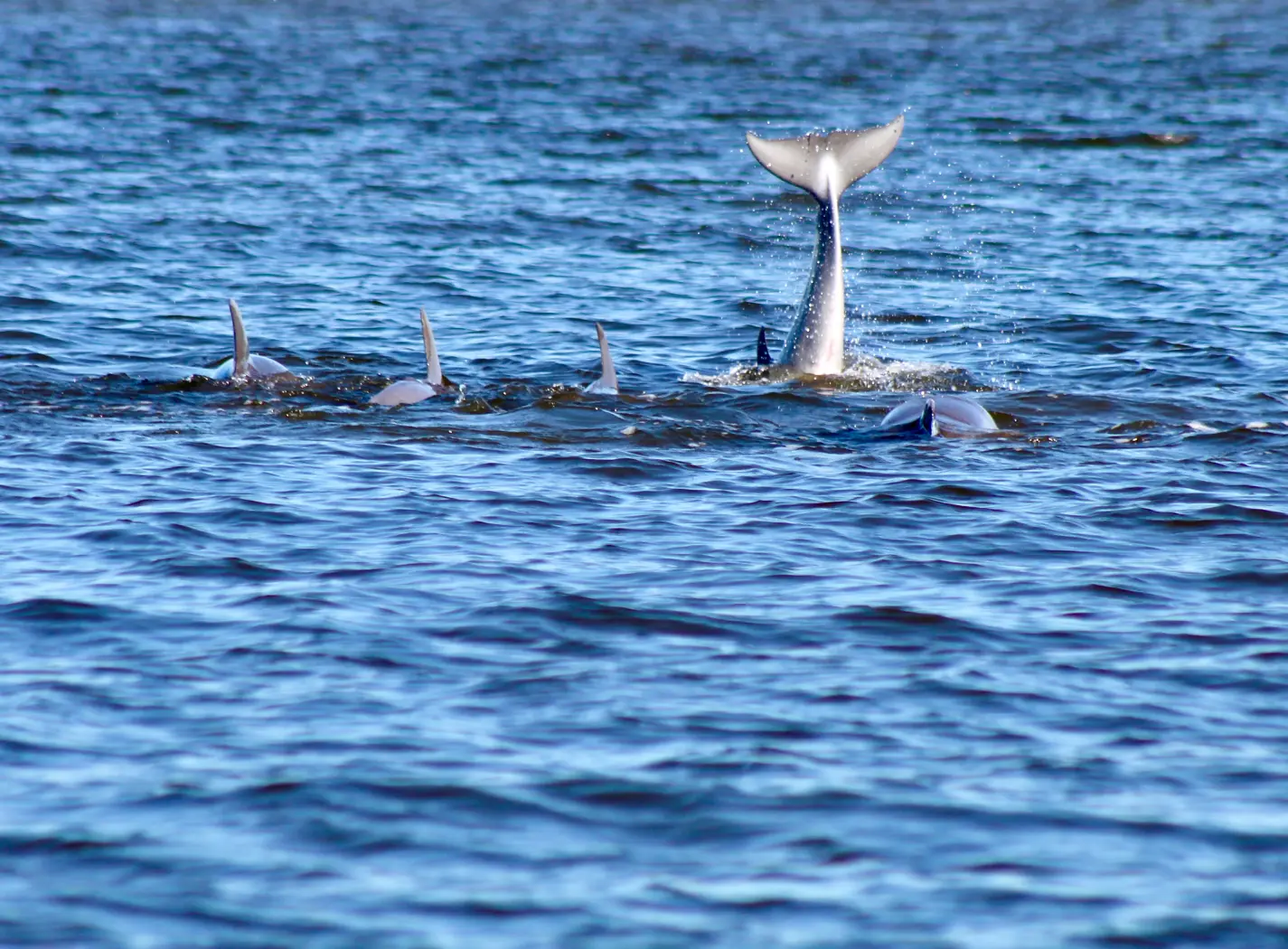 A whale tail in the water with other animals.