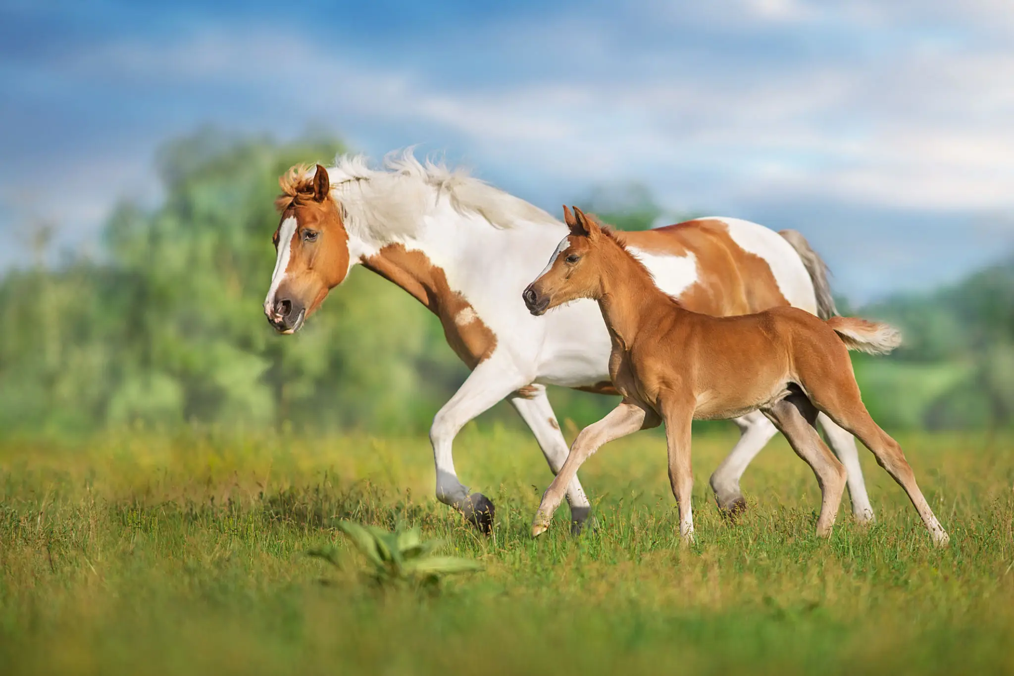 A couple of horses are running in the grass