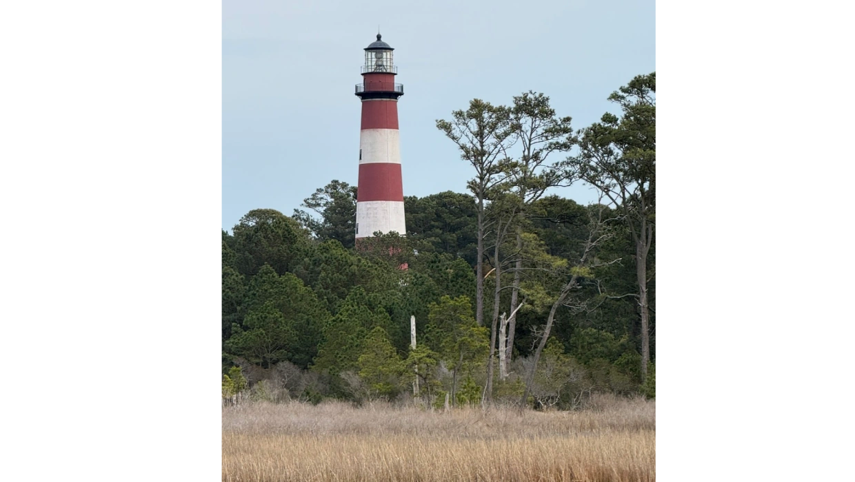 A lighthouse in the distance with trees and bushes around it.