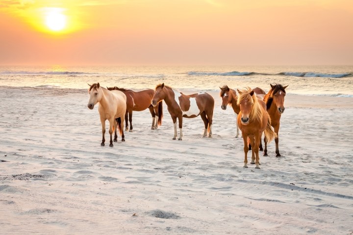 a group of cattle standing on top of a sandy beach with Assateague Island in the background