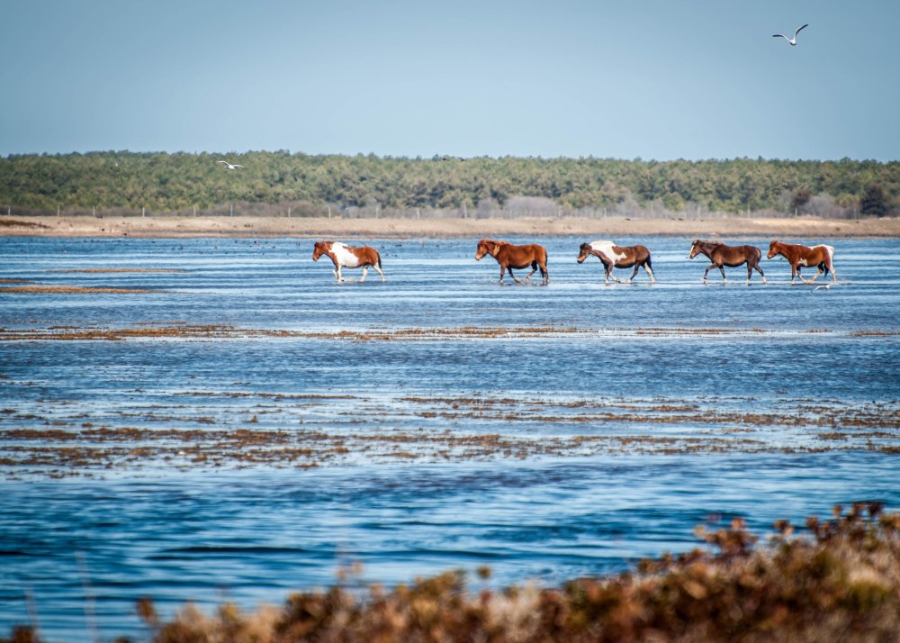 a herd of cattle walking across a beach next to a body of water