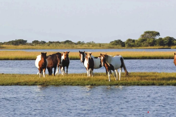 a herd of cattle standing on top of a body of water