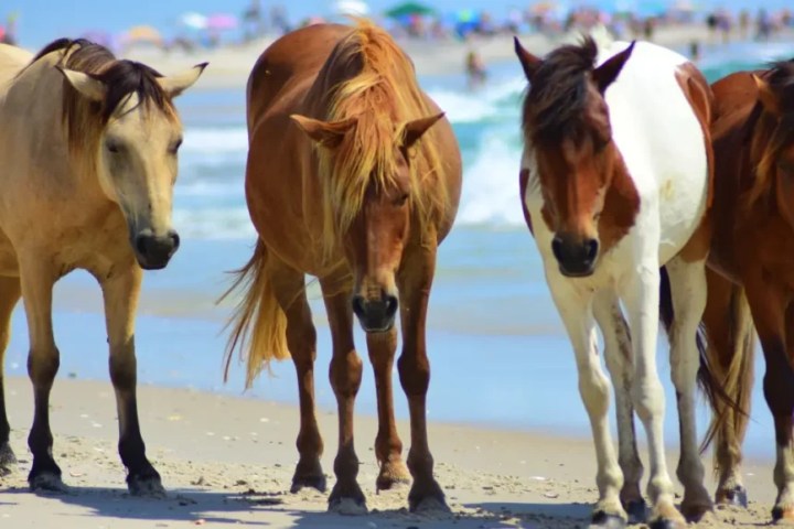 a couple of brown horses standing on top of a sandy beach