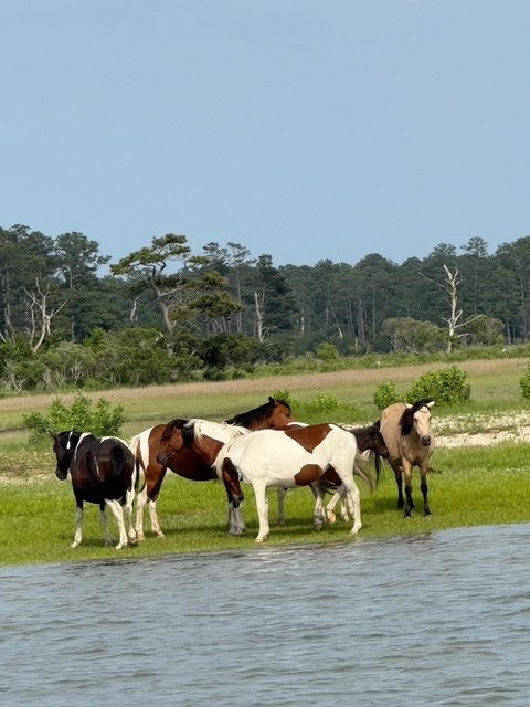 a herd of cattle walking across a grass covered field