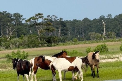 a herd of cattle walking across a grass covered field