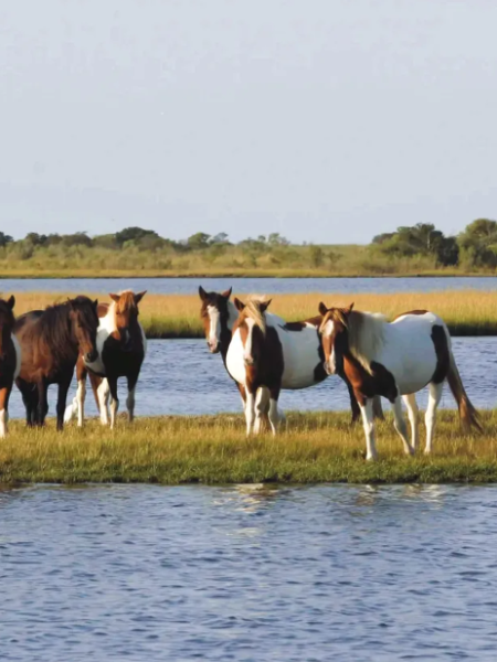a herd of cattle standing on top of a body of water