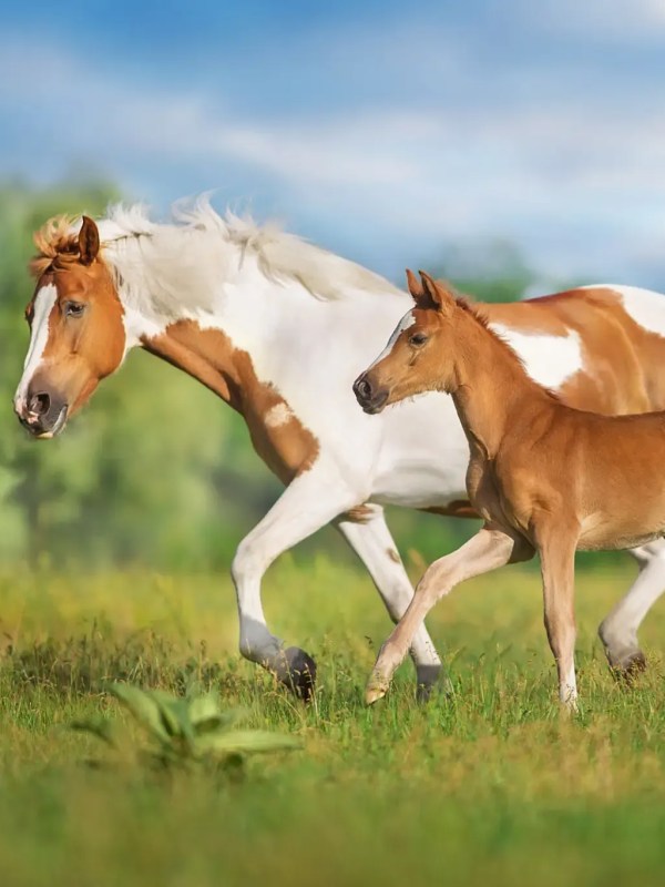 a brown horse standing on top of a lush green field
