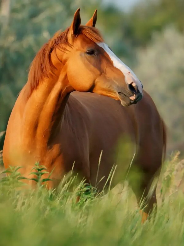 a brown horse standing on top of a lush green field