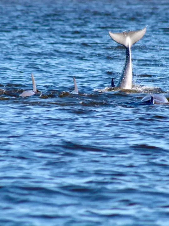 a flock of seagulls are swimming in a body of water