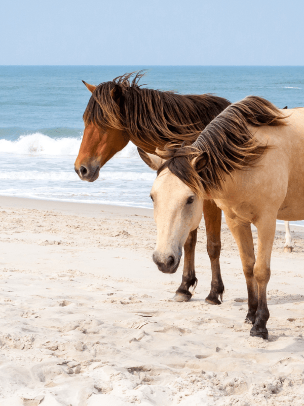 a brown horse standing on top of a sandy beach next to the ocean